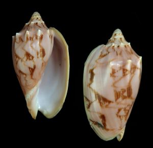 Cymbiola nusatenggara - rare, superb colour and beautiful!