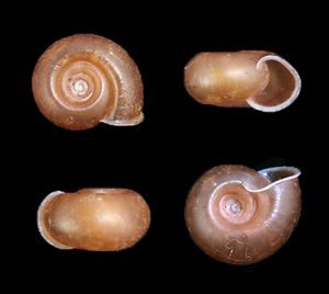 Chloritis sp.