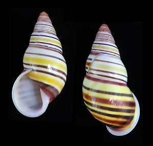 Amphidromus laevus janetabbasae - Very beautiful stripes