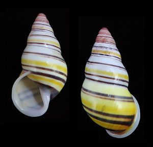 Amphidromus laevus janetabbasae - Beautiful