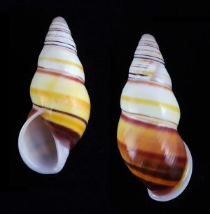 Amphidromus laevus janetabbasae - Elongated and beautiful colour