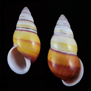 Amphidromus laevus janetabbasae - Big and beautiful