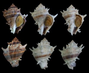 Melongena bispinosa - Superb set of 3!