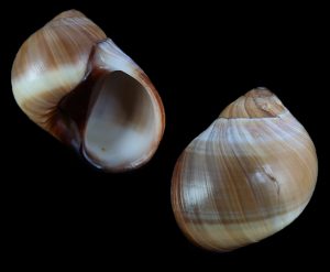 Natica fasciata - nice specimen