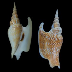 Mirabilistrombus listeri – Big, and exceptional pattern! The most beautiful I have seen! Rare locality!