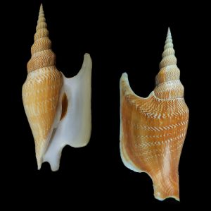 Mirabilistrombus listeri – Giant (150.1mm), exceptional quality and colour from rare locality!