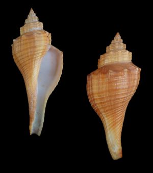 Brunneifusus ternatanus