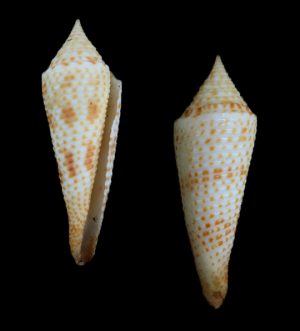 Conasprella aculeiformis - nice specimen, rare locality