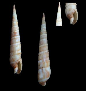 Hastula anomala - Nice specimen