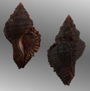 Chicoreus capucinus -Self-collected