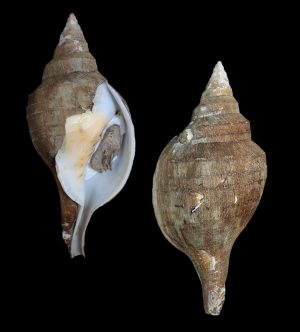 Turbinella fusus - Super giant (251.2mm) with periostracum!