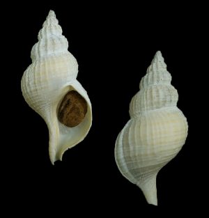 Fusitriton magellanicus retiolus - very uncommon deep water species