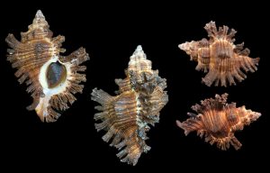Chicoreus rubiginosus - Dark brown
