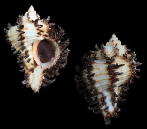 Hexaplex stainforthi - Beautiful recurved spines!
