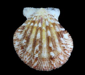 Bractechlamys vexillum - unusual pattern, inflated!